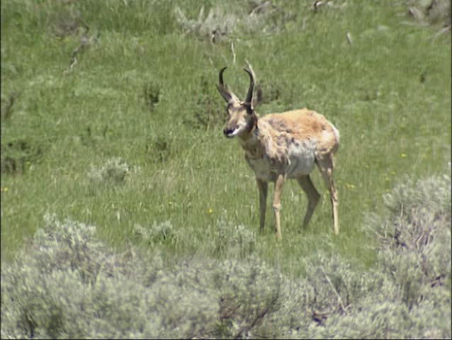Solitary pronghorn in prairie, Lamar valley, Yellowstone National Park.