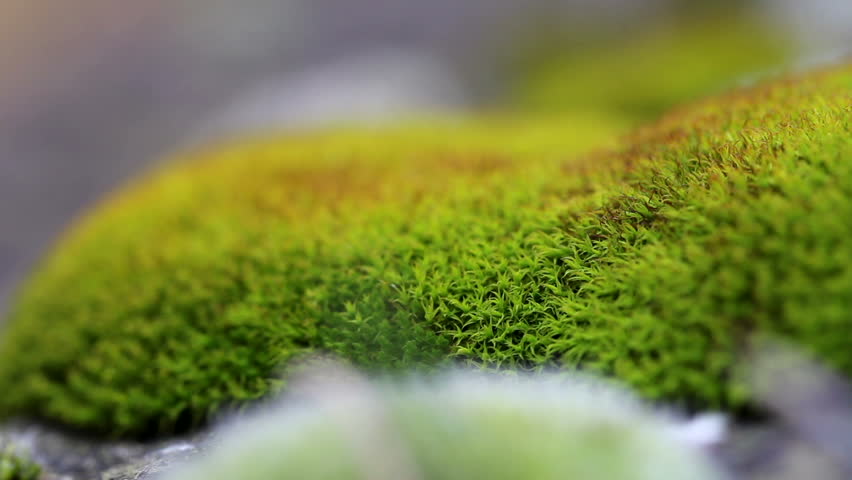 Moss / Mosses(macro shot)
