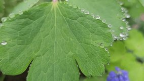 Beautiful blue-violet hyacinths fluttering in the wind in the spring garden, in the rain. Beautiful flower landscape. Close-up of a flowerbed with Muscari botryoides on a green blurred background. - Powered by Shutterstock - Get 15% off with code: PIKWIZARD15