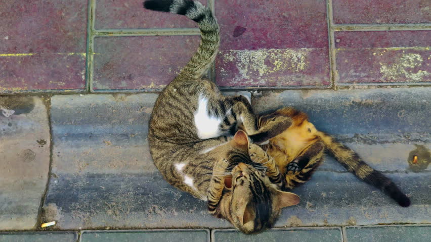 Tabby Street Cat Kittens Playing on Concrete Floor Footage.