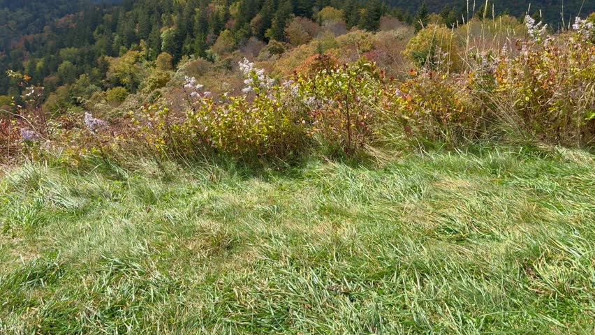 Tilting up on the beautiful view from an overlook of the changing leaves on the Blue Ridge Parkway on a sunny day.