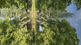 Big trees reflected on the pond, vertical video.