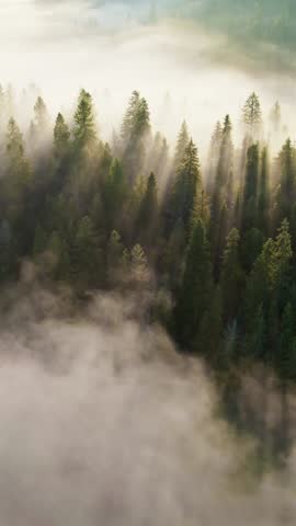 Sun rays breaking through the trees in light fog. Fabulous morning in the forest. Aerial shot of gorgeous sunny foggy forest. Vertical Screen 