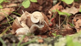 Snail breeding, nature in spring, close-up. Two snails intertwined with each other. Wildlife, details. A pair of snails makes love. Video of a loving couple of snails among the grass