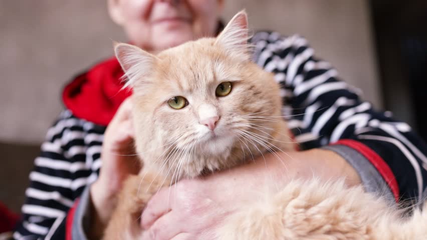 Close-up of a cat sitting in the arms of an elderly octogenarian woman who is sitting on the couch.