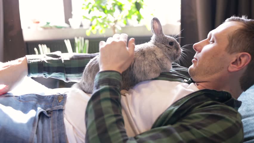 owner holds the rabbit in his arms and strokes. cute video. Grey charming hare breathes through his nose. Easter bunny at home. Home pet. Love to the animals. Pet care.