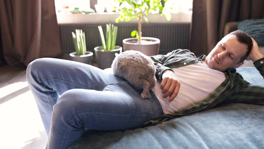 owner holds the rabbit in his arms and strokes. cute video. Grey charming hare playing on couch. Easter bunny at home. Home pet. Love to the animals. Pet care.