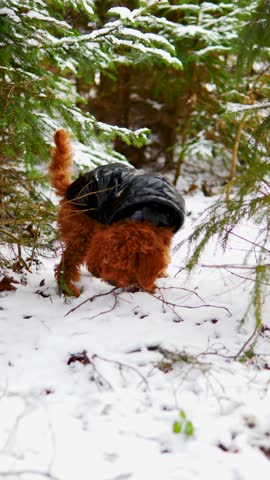 Maltipoo in winter strolling in snow dressed warmly cute Maltipoo in winter unique breed bundle of joy winter beauty. Maltipoo in winter perfect example of doggy companionship snowy fun.