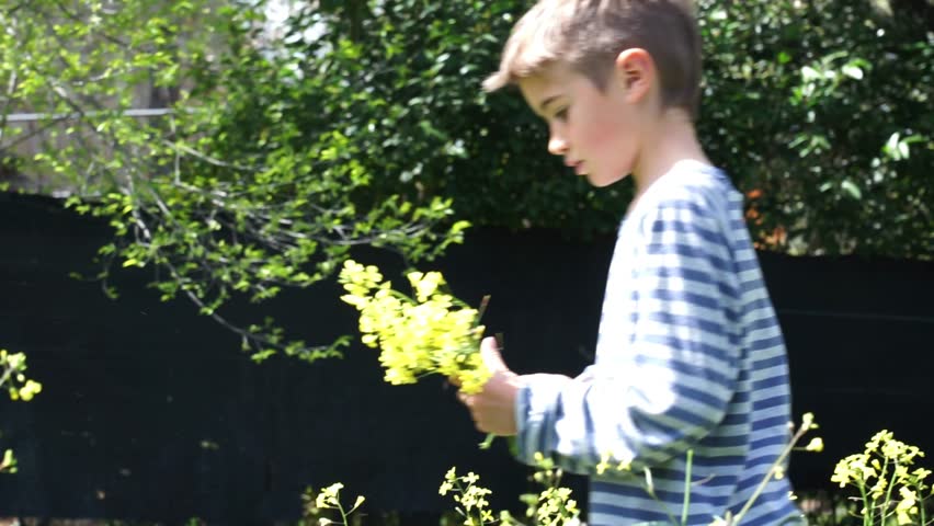 8 year old Caucasian boy picking yellow wildflowers from a garden in spring Royalty-Free Stock Footage #3489148183
