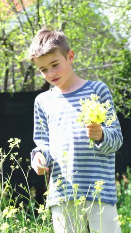 8 year old Caucasian boy picking yellow wildflowers from a garden in spring Royalty-Free Stock Footage #3489148239