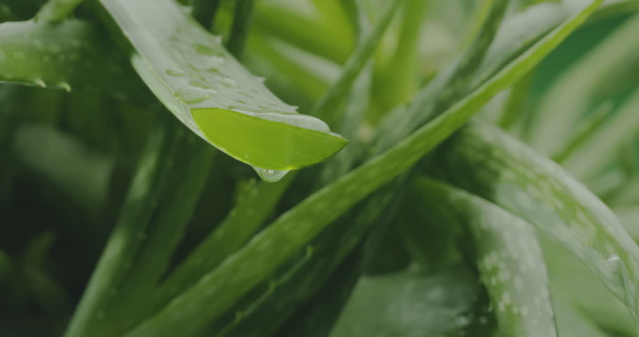 Fresh aloe gel dropping from cut aloe vera leaf. Plant aloe in the background. 