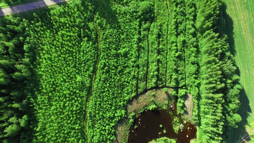 Newly made artificial pond at water treatment wetland between forest ditches and a lake. Aerial shot with tilt motion.