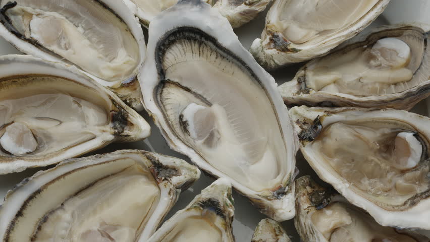 Fresh raw edible oysters, popular shellfish seafood close-up. Mollusk marine oysters. Royalty-Free Stock Footage #3489193663
