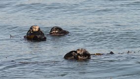 HD Video of many California Sea Otters grooming and playing in shallow ocean waters close to shore. 
