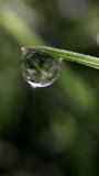Extreme close-up footage of sunlight shinning on dew drops on wet morning green grass, in vertical