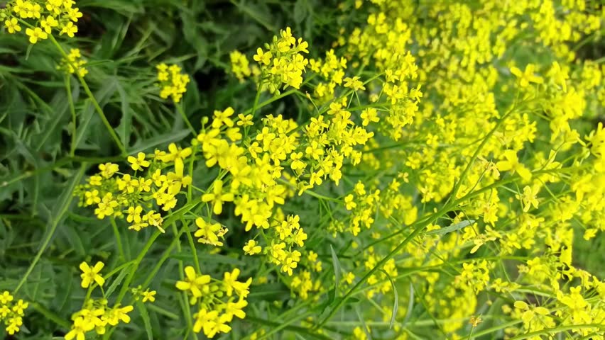 Surepka yellow weed flowers in field are fluttering in wind Royalty-Free Stock Footage #3489226211