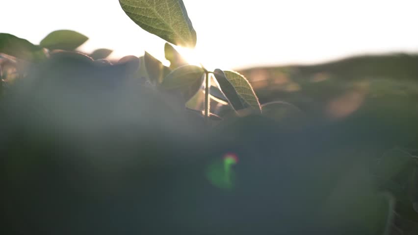 soybean agriculture. farmer hand touches green soybean leaves. business a farming concept. Royalty-Free Stock Footage #3489228141