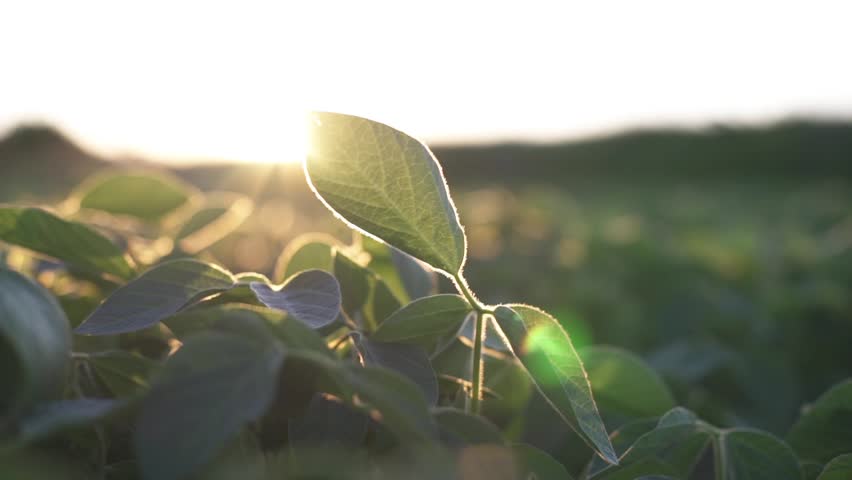 soybean agriculture. farmer hand touches green soybean leaves. business a farming concept.