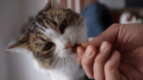 Closeup face of funny cute cat eating food from hand of owner at home. Close-up hand of man teasing giving food to cat in cozy cat cafe. Feeding pet concept. Shooting in slow motion. - Powered by Shutterstock - Get 15% off with code: PIKWIZARD15