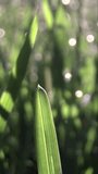 Extreme close-up footage of sunlight shinning on dew drops on wet morning green grass, in vertical