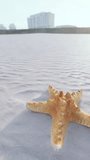 starfish on the sity beach