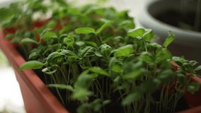 Basil seedlings in brown pot at home by window, panorama. Growing microgreens in home garden, plant rich in vitamins. - Powered by Shutterstock - Get 15% off with code: PIKWIZARD15