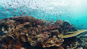 Underwater footage of the healthy coral reef in Komodo National Park in Indonesia - Powered by Shutterstock - Get 15% off with code: PIKWIZARD15