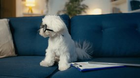 Humorous Bolognese dog in nerdy eyeglasses sitting near documents, business pet