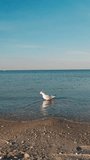 A seagull walks along the shore in search of food on an early summer morning. Vertical Video