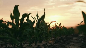 Green corn sprouts at sunset. Slow movement camera on rows of corn field. Green field. Vegetable field, sunset. Field with corn sprouts during sunset. Growing corn, organic food. Agricultural industry