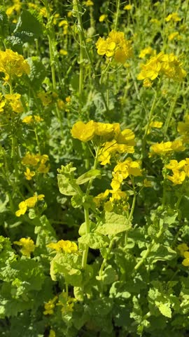 Vertical film of blooming yellow flowers during spring. Realistic vertical video of Aesthetic rapeseed flowers in full bloom slowly moving in the wind. Botanical footage of rapeseed yellow flowers.  Royalty-Free Stock Footage #3489608097