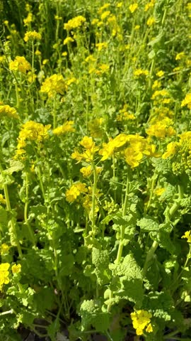 Vertical video of blooming yellow flowers in springtime. Realistic vertical video of organic rapeseed flowers in full bloom slowly moving in the wind. Botanical footage of rapeseed yellow flowers.  Royalty-Free Stock Footage #3489608281
