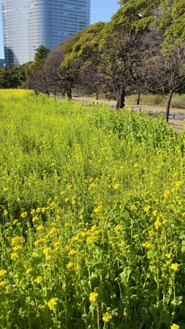 The botanical beauty of spring with this vertical video of a field with blooming rapeseed flowers. Vertical footage of yellow flowers in a public garden with a backdrop of Tokyo’s cityscape.  Royalty-Free Stock Footage #3489608357