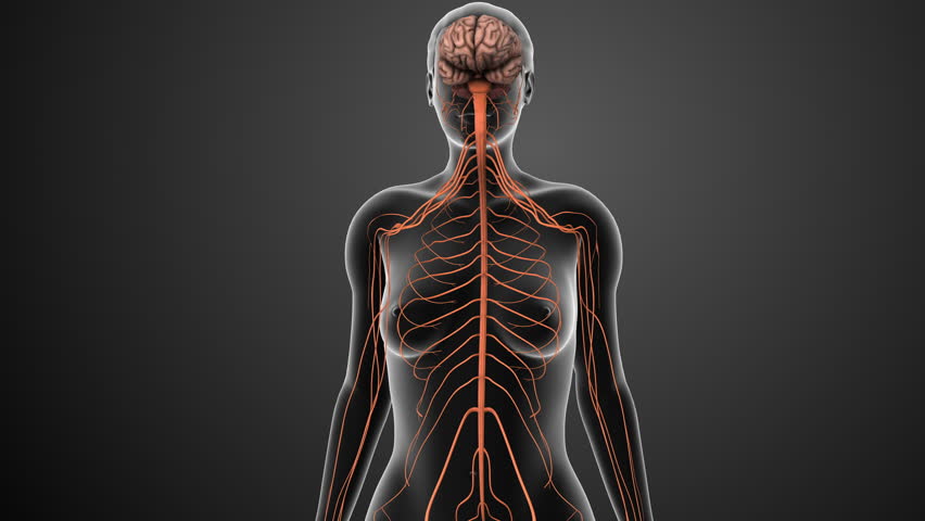 Nerves send signals from the spinal cord to the brain