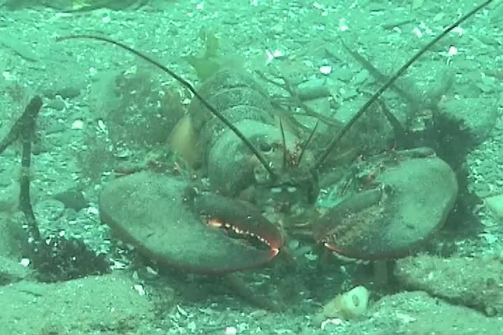 Maine Lobster Underwater Stock Footage Video (100% Royalty-free) 34897