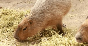 A funny capybara eats grass in a clearing. Wild animals, a nature reserve and a zoo.