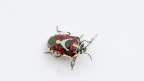 A black and red cabbage bug, Eurydema ornata eurydema ornata, Ornate Shieldbug, isolated on white background, studio pvideo, top view