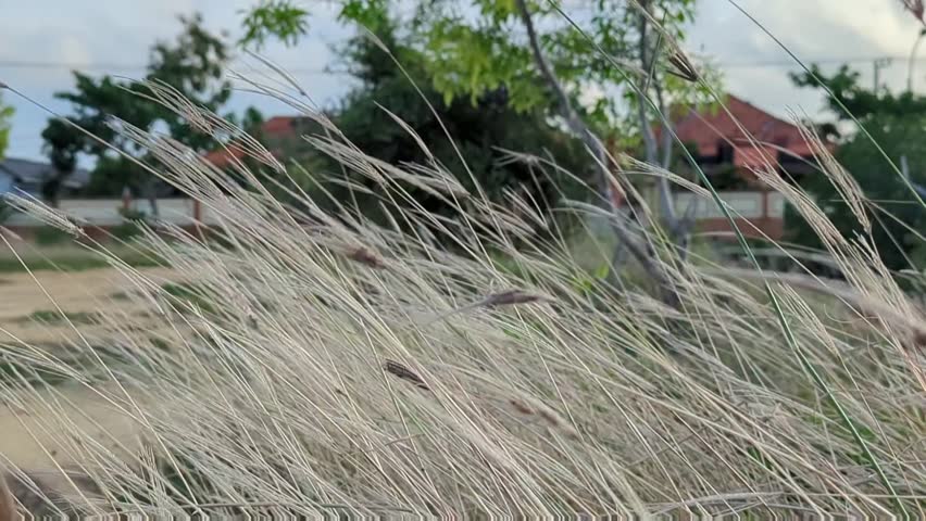 
The long brown grass is blown by the strong wind from the beach making it move beautifully