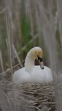 Vertical Video of a Mute Swan on a Nest in Slow Motion