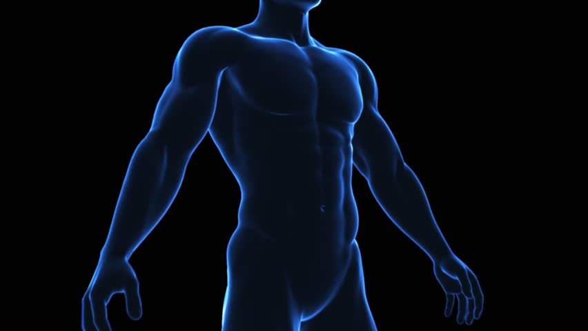 X body. Организм человека. The body x. X-body тренажер. Тело человека голограмма.