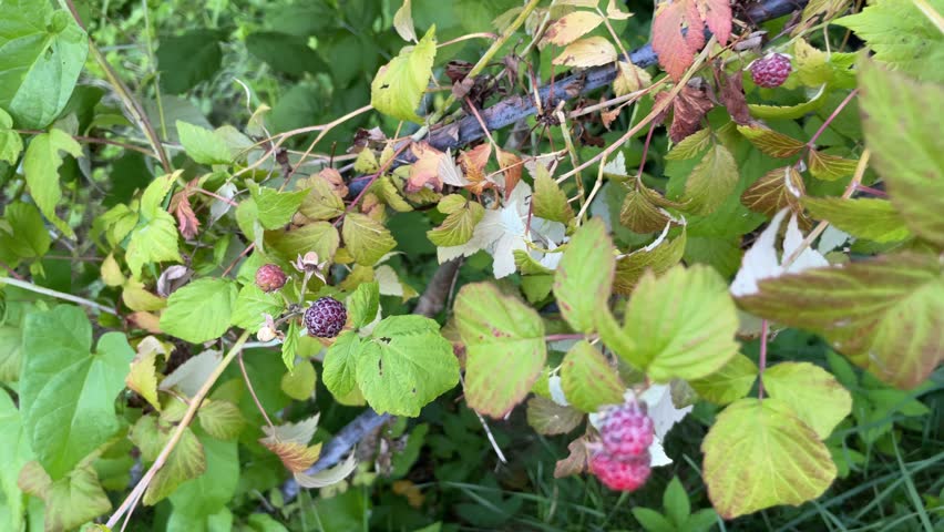 Blackberries ripen on a lush bush. Red and black forest berries. Vitamins from nature.