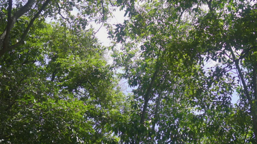 Video up to the tree top shot from below. Looking forward up POV Camera windy leaves wide sky. Low angle shot Trees row woods timber tall top sunshine. day,spring,summer,autumn.
