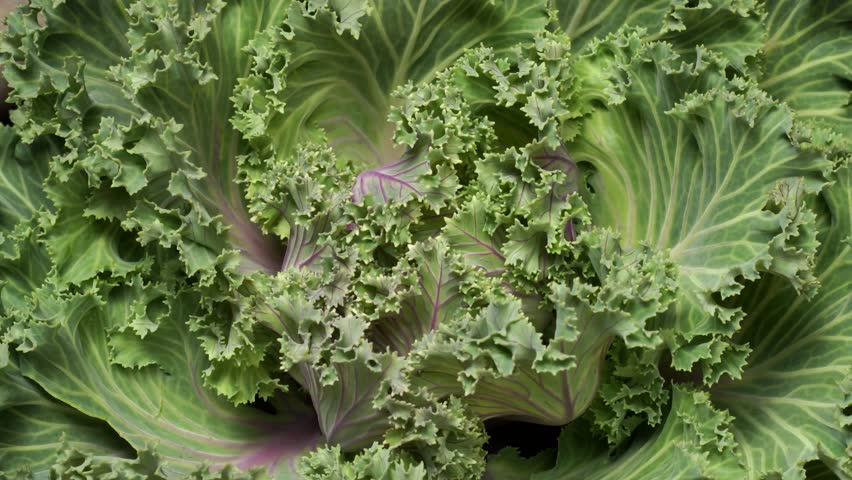 Time-lapse video of ornamental kale growing