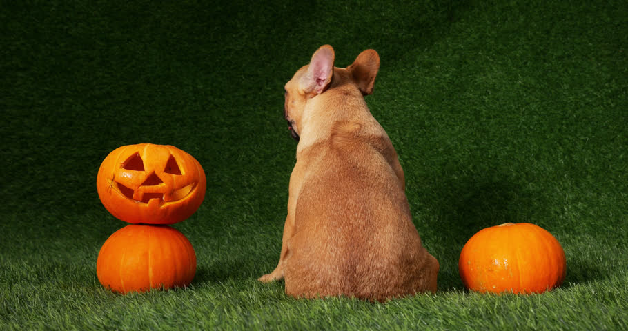 In festive Halloween setting, displeased puppy sits with its back to us beside jack-o-lantern. Young dog turns to glance over her shoulder, wearing sad expression and panting with its tongue out