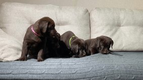 four Labrador Retriever puppies in colored collars in a row. pedigree litter, brood.