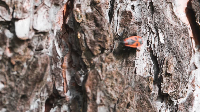 A fireman beetle crawls along the bark of a pine tree. Insect life in spring. Close-up shooting.