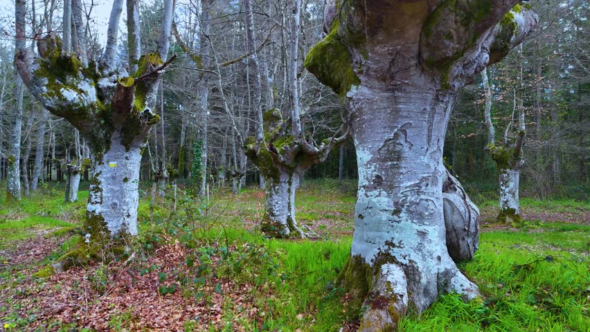 Beech forest (Fagus sylvatica) pollards in the surroundings of the town of Ochandiano in the Province of Bizkaia. Basque Country. Spain. Europe