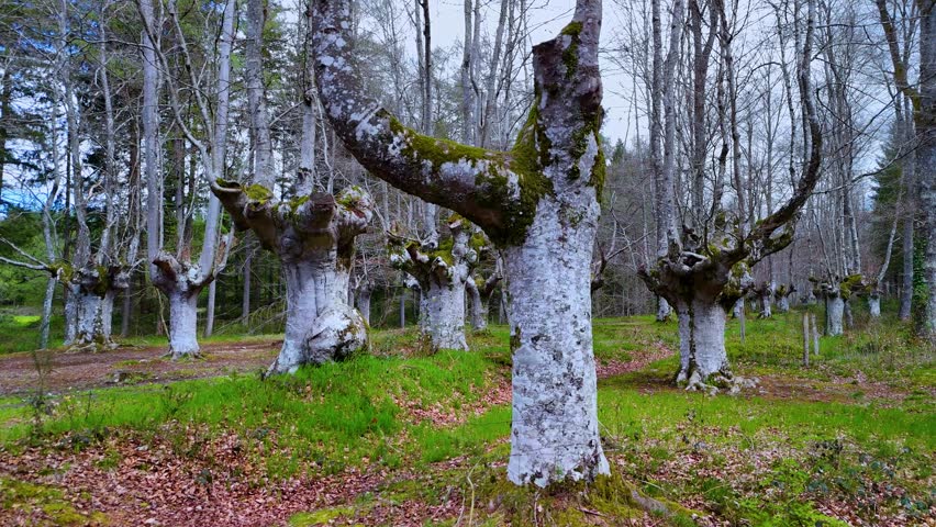Beech forest (Fagus sylvatica) pollards in the surroundings of the town of Ochandiano in the Province of Bizkaia. Basque Country. Spain. Europe