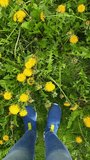 Legs in blue sneakers on  lawn with yellow dandelions. View from above on feet in Slip-on shoes and jeans. Human and nature. Earth Day. Vertical video
