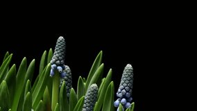Time-lapse video of blue Muscari flowers blooming